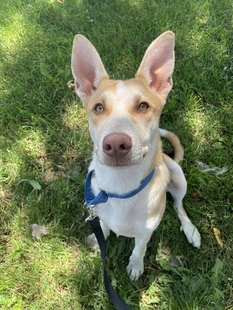 adoptable Dog in Lodi, CA named COLT