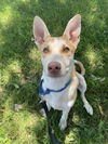adoptable Dog in  named COLT