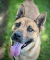 adoptable Dog in  named IRIS