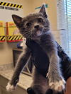 adoptable Cat in Lodi, CA named FRISKY