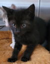adoptable Cat in Lodi, CA named GWEN