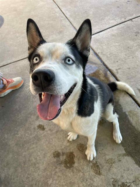 adoptable Dog in Lodi, CA named LIBERTY