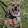 adoptable Dog in  named GOOZ