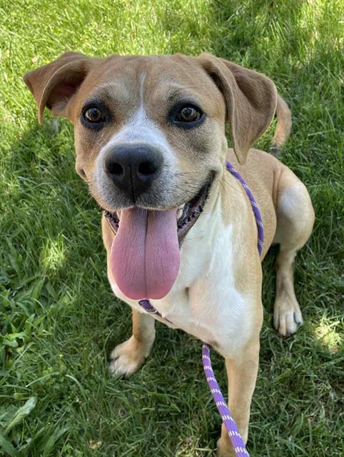 adoptable Dog in Lodi, CA named GOOZ