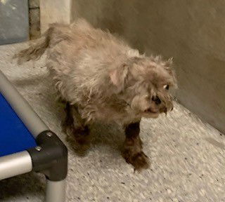 adoptable Dog in Lodi, CA named HENRI