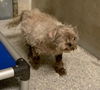 adoptable Dog in  named HENRI