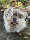adoptable Dog in Lodi, CA named HENRI