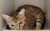 adoptable Cat in lodi, CA named MAMA