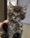 adoptable Cat in  named GODRIC
