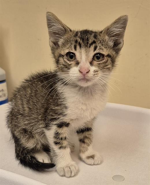 adoptable Cat in Lodi, CA named BECK