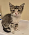 adoptable Cat in Lodi, CA named BECK