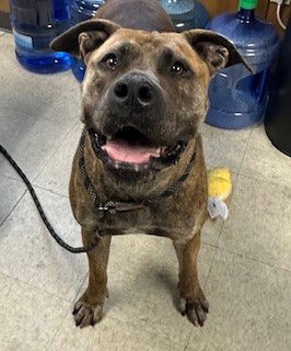 adoptable Dog in Lodi, CA named SWEETIE