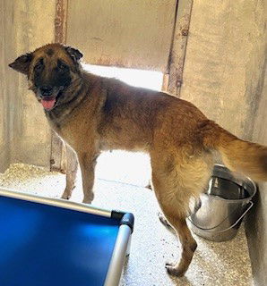 adoptable Dog in Lodi, CA named WHITNEY