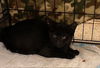 adoptable Cat in lodi, CA named RUBY-BARN
