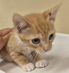 adoptable Cat in lodi, CA named SIMON
