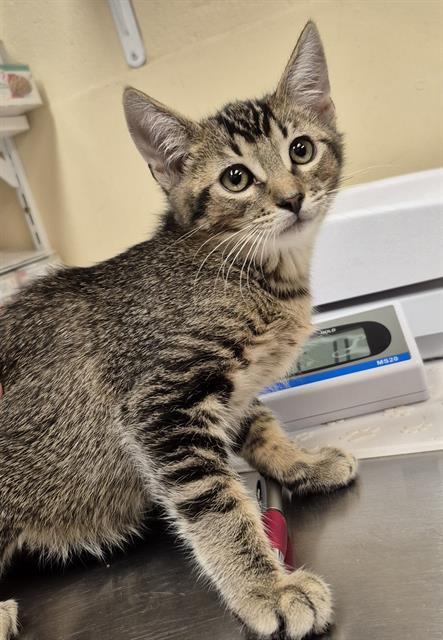 adoptable Cat in Lodi, CA named KEVIN