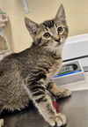 adoptable Cat in lodi, CA named KEVIN