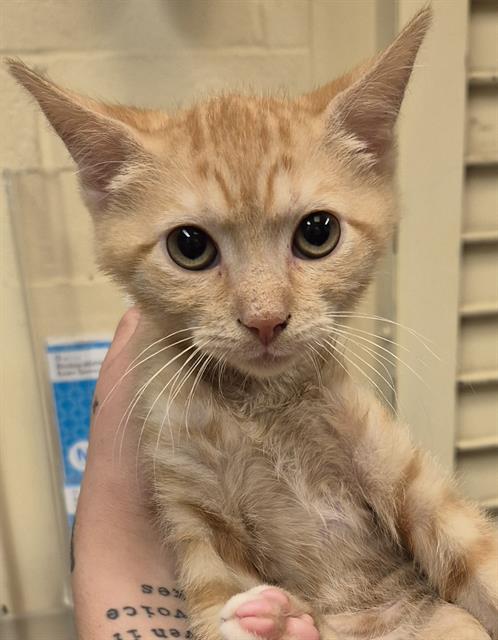 adoptable Cat in Lodi, CA named ALVIN