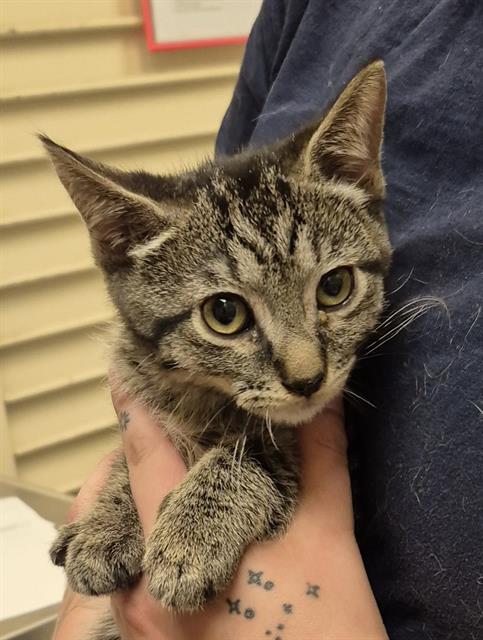 adoptable Cat in Lodi, CA named BOB