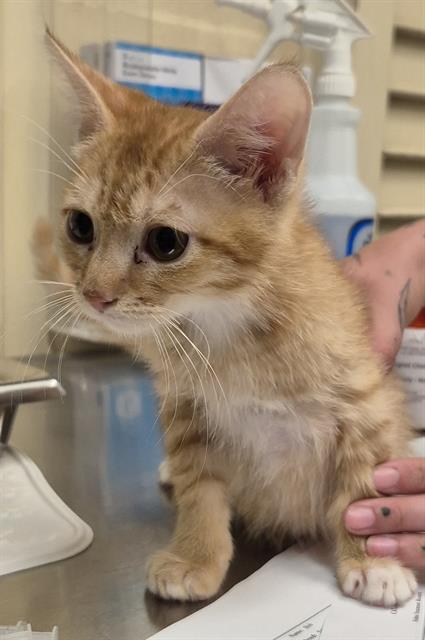 adoptable Cat in Lodi, CA named THEODORE