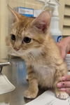 adoptable Cat in lodi, CA named THEODORE