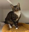 adoptable Cat in  named CECE