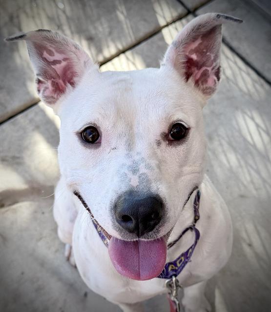 NOVA