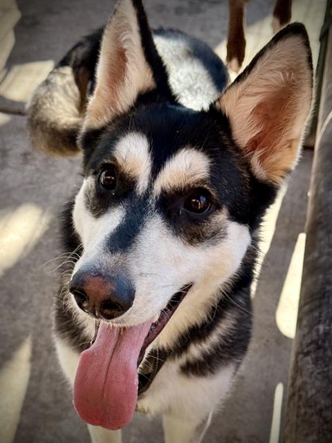 JET