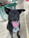 REX - Photo 1
