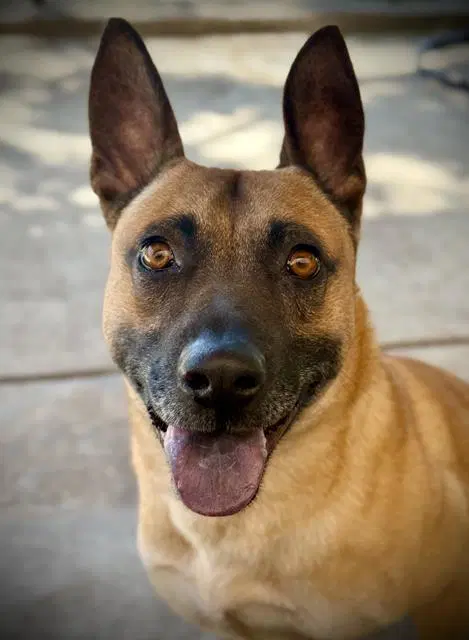 Hendrick - Belgian Shepherd Malinois