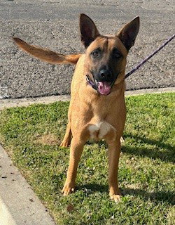 picture of the dog needing adoption