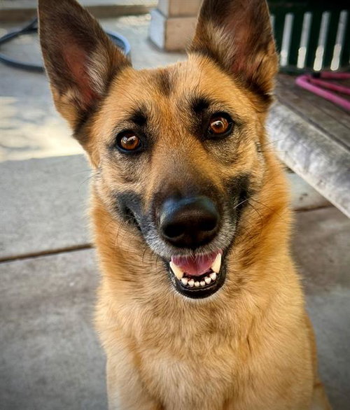 FEATHER, an adoptable Belgian Shepherd Malinois in Lodi, CA