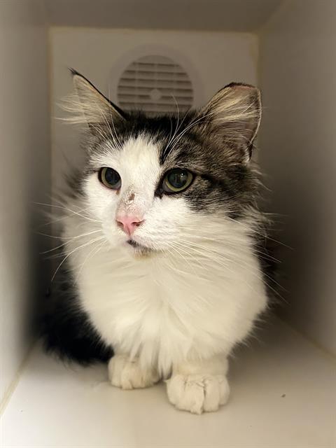 picture of the cat needing adoption