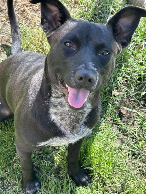 LAKE, an adoptable Australian Cattle Dog in Lodi, CA