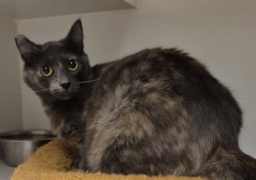 ANGELICA, an adoptable Domestic Medium Hair in Lodi, CA