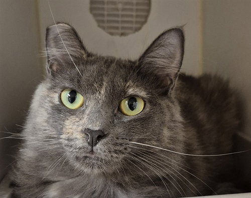 ANGELICA, an adoptable Domestic Medium Hair in Lodi, CA