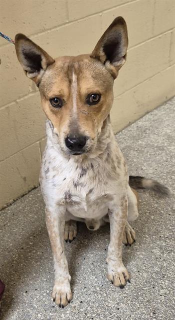 DINGO, an adoptable Queensland Heeler in Lodi, CA