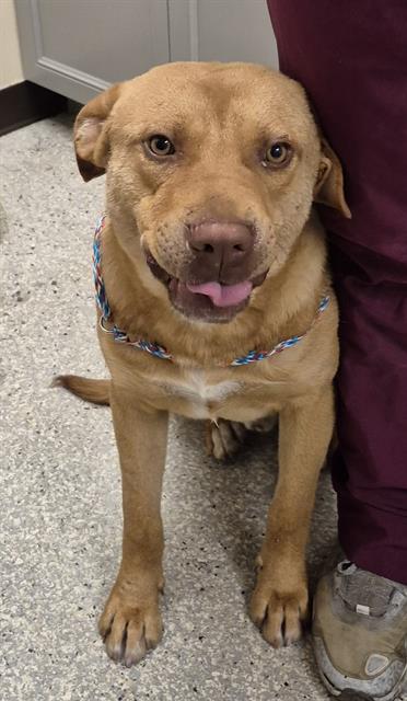 BRODY, an adoptable Labrador Retriever in Lodi, CA