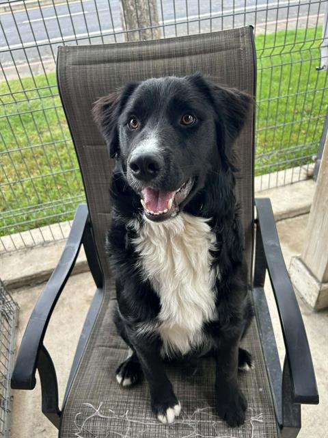 OREO, an adoptable Border Collie in Lodi, CA