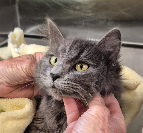 GRAZY, an adoptable Domestic Short Hair in Lodi, CA