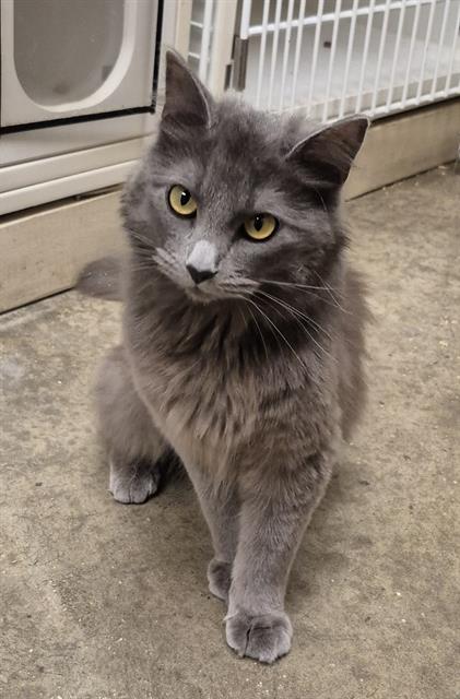 GRAZY, an adoptable Domestic Short Hair in Lodi, CA