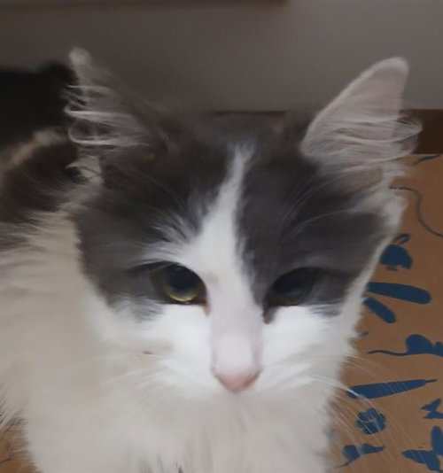 ANGORA, Young Domestic Medium Hair (medium coat), cat for adoption in Citrus Heights, California