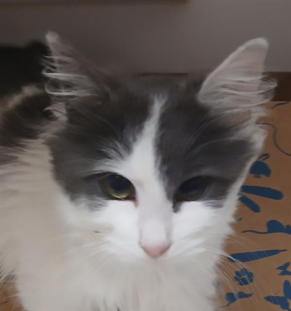 ANGORA