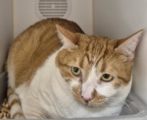 OLIVIA, Adult Domestic Short Hair (medium coat), cat for adoption in Oakley, California