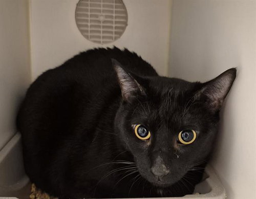 MARCELLO, Adult Domestic Short Hair (medium coat), cat for adoption in Oakley, California