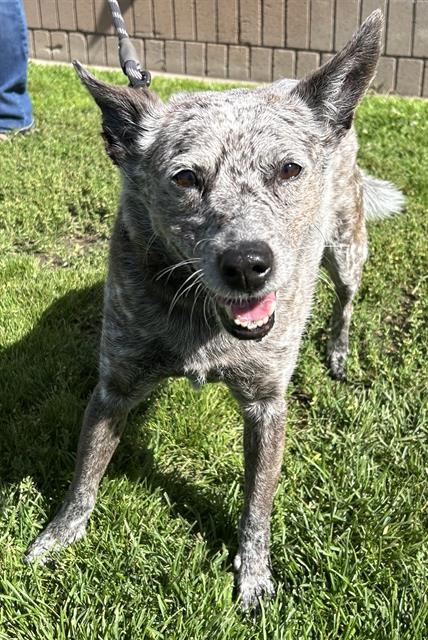 RUMMY, an adoptable Queensland Heeler in Lodi, CA