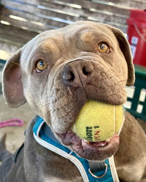 TAMMY, an adoptable Bulldog in Lodi, CA