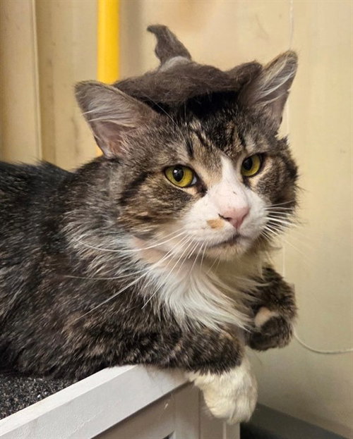 GATO, an adoptable Maine Coon in Lodi, CA