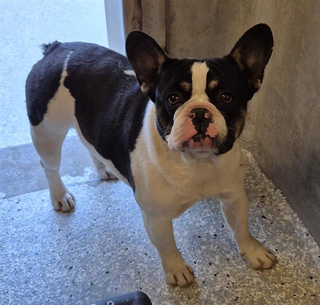FRENCHIE MONTANA
