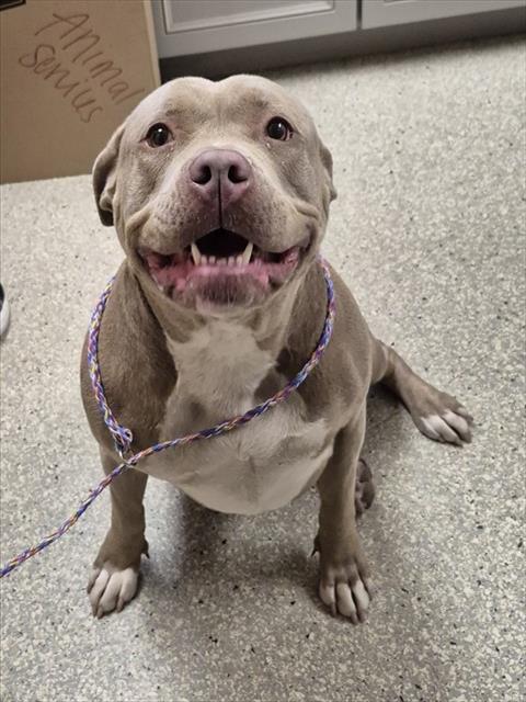 CASHMERE, an adoptable Pit Bull Terrier in Lodi, CA